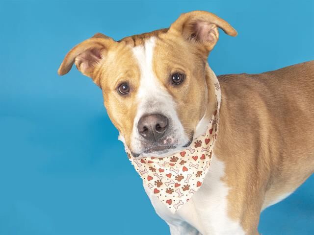 Pet of the week: Brutus